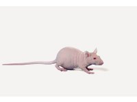 Modele immunodeficientne