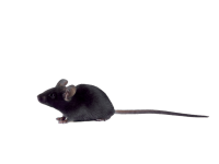 Humanizowane modele immunologiczne