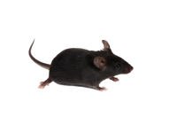 Modele genetyczne obejmujące inne kluczowe cele biologiczne