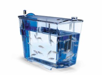 Ryby Danio rerio