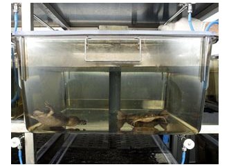 Żaby Xenopus