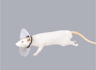 Kołnierze elżbietańskie