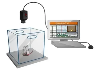 Test rozpoznawania nowych obiektów (NOR)