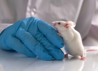 Monitoring zdrowia i środowiska zwierząt laboratoryjnych