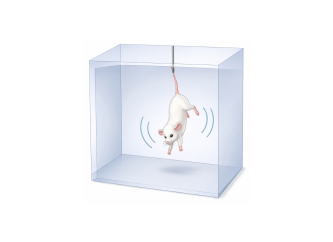 Test zawieszania za ogon